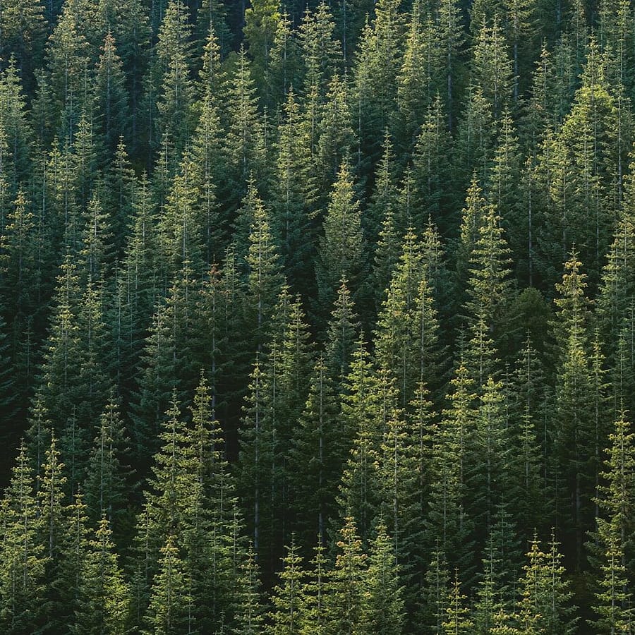 Reforestation massive : quand la "Grande Muraille Verte" chinoise déplace les pluies.