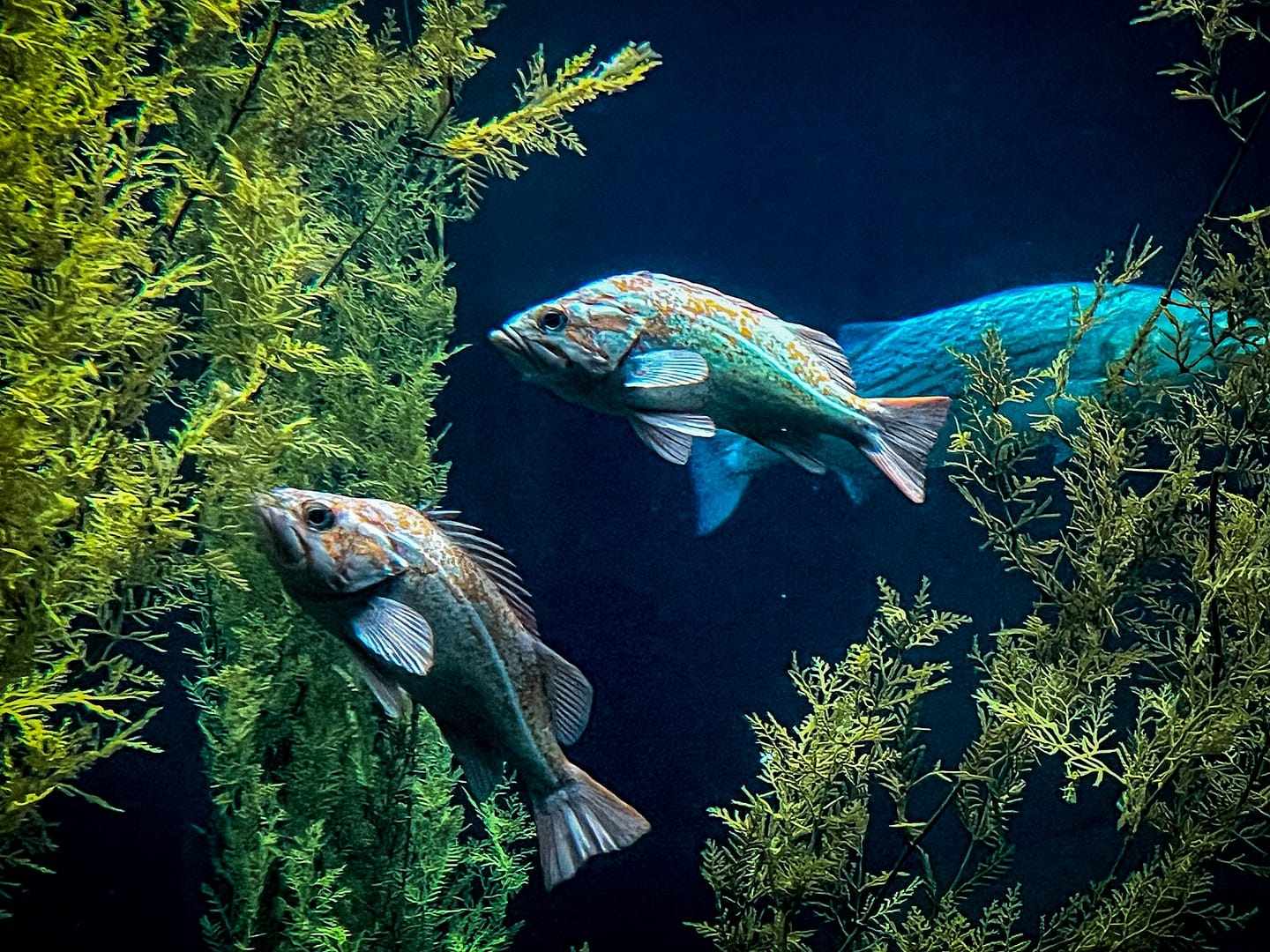 Poissons