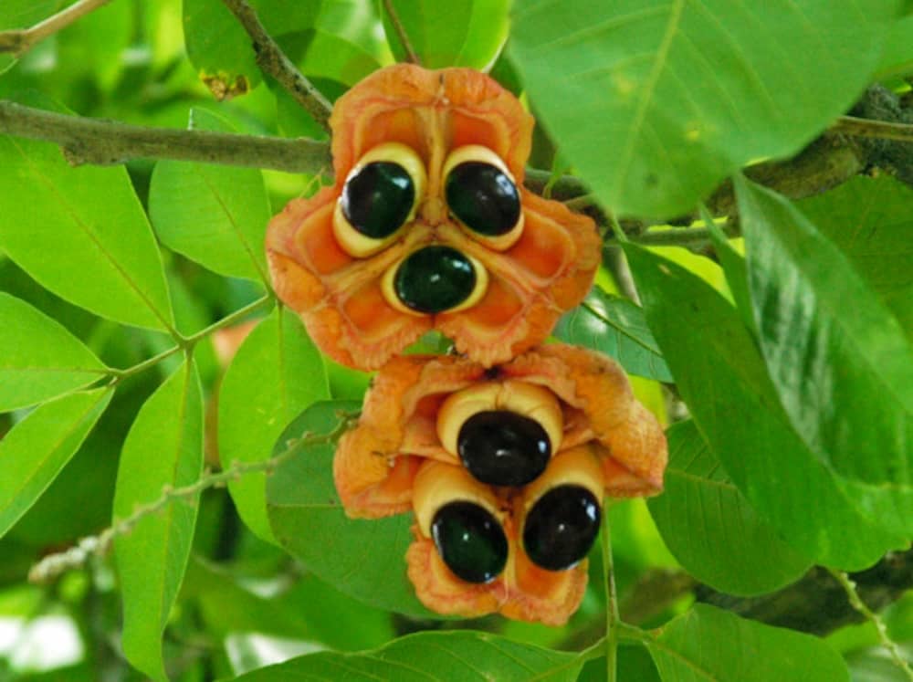 Ackee : Propriétés et bienfaits