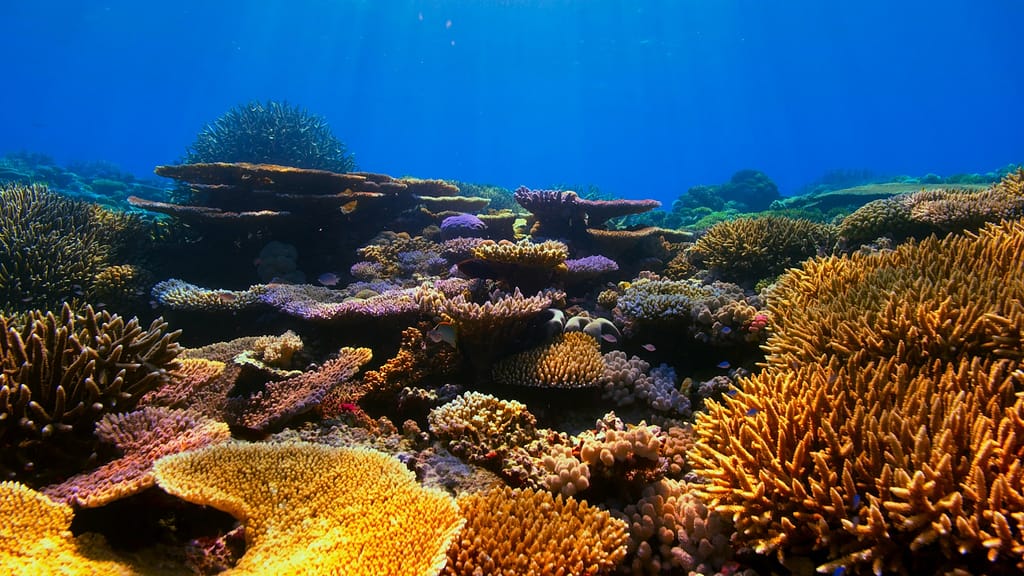 Les effets du réchauffement - Acidification des océans 