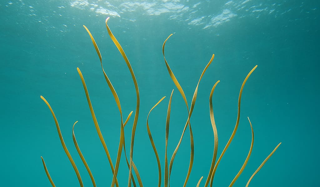 Algue brune Spaghetti de mer ou Himanthalia elongata