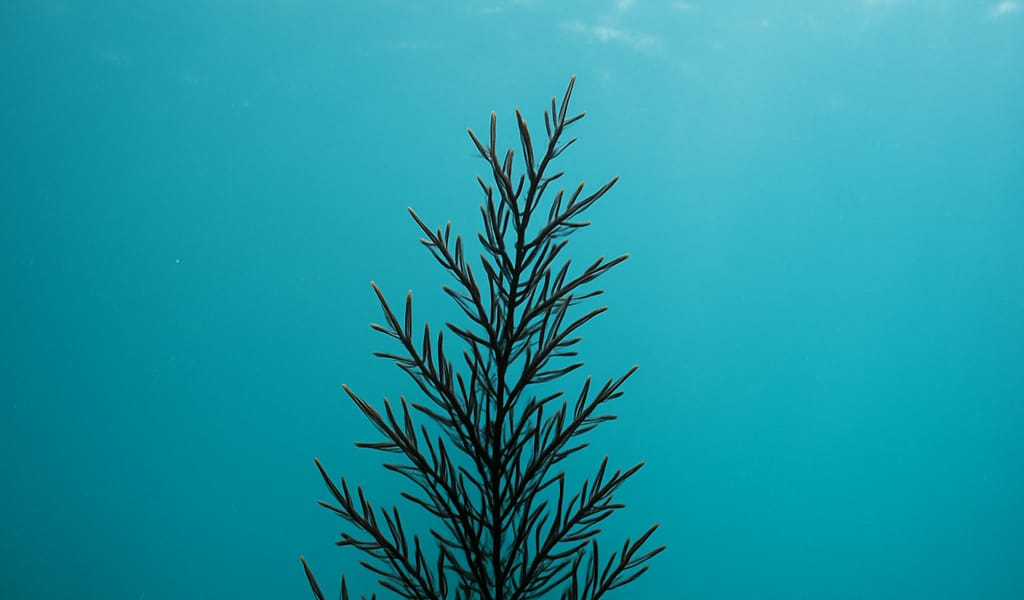 Algue brune Hijiki ou Sargassum fusiforme, Hizikia fusiformis