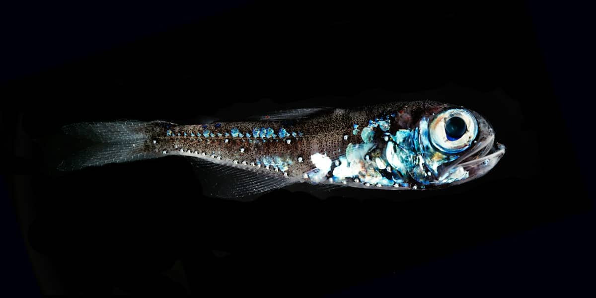 Exploration des mystères fascinants des zones pélagiques