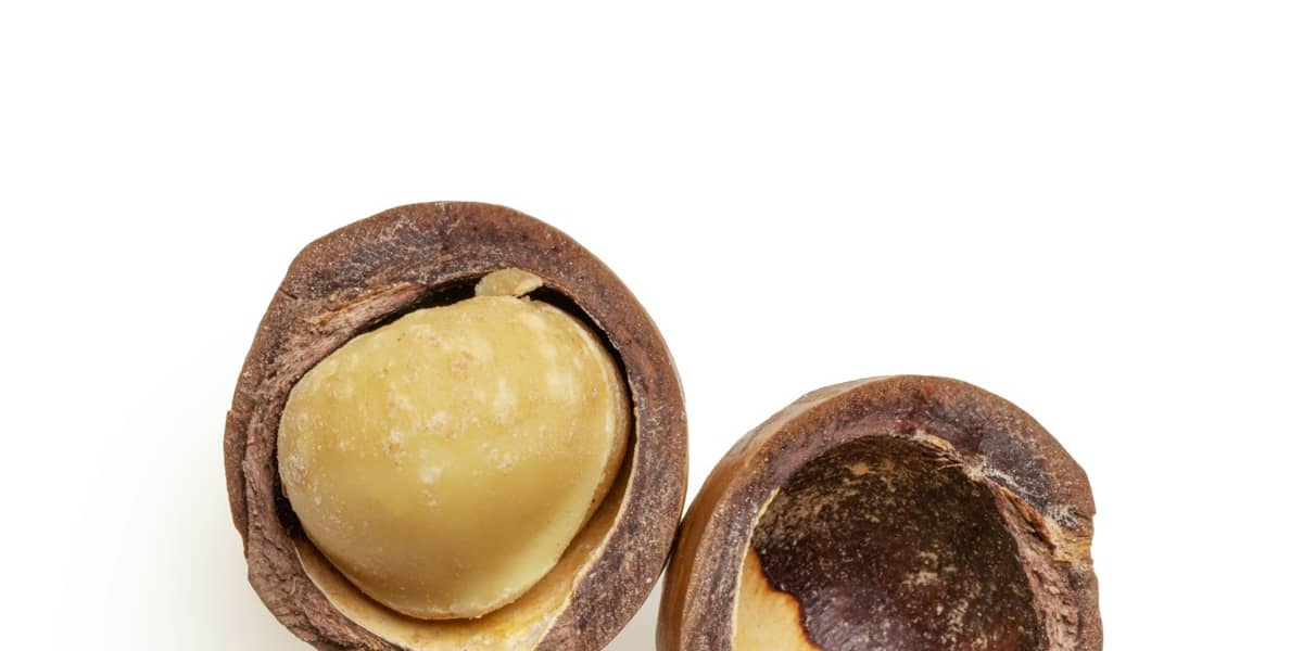 Noix de macadamia : Propriétés et bienfaits