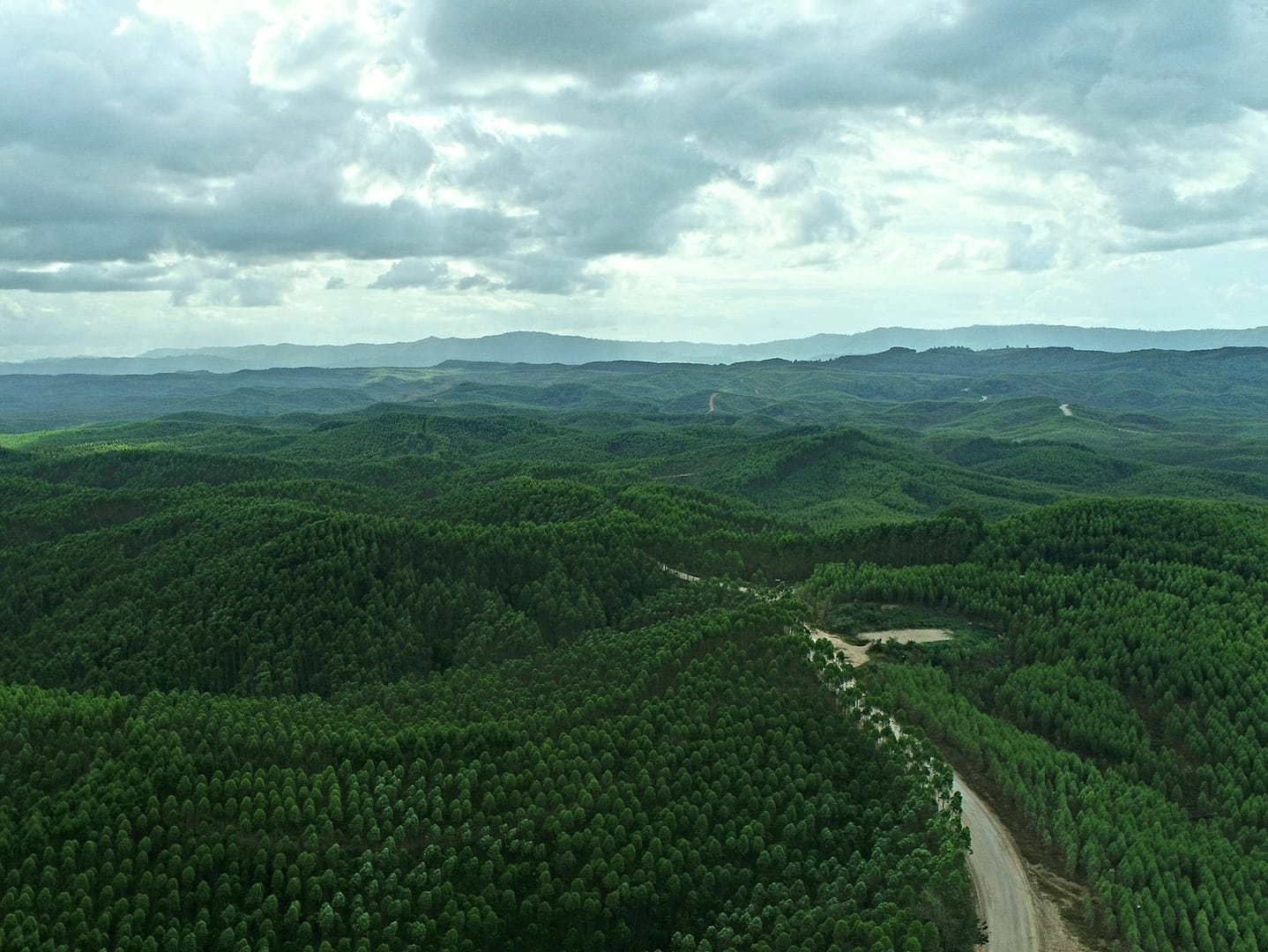 Forêt de Bornéo