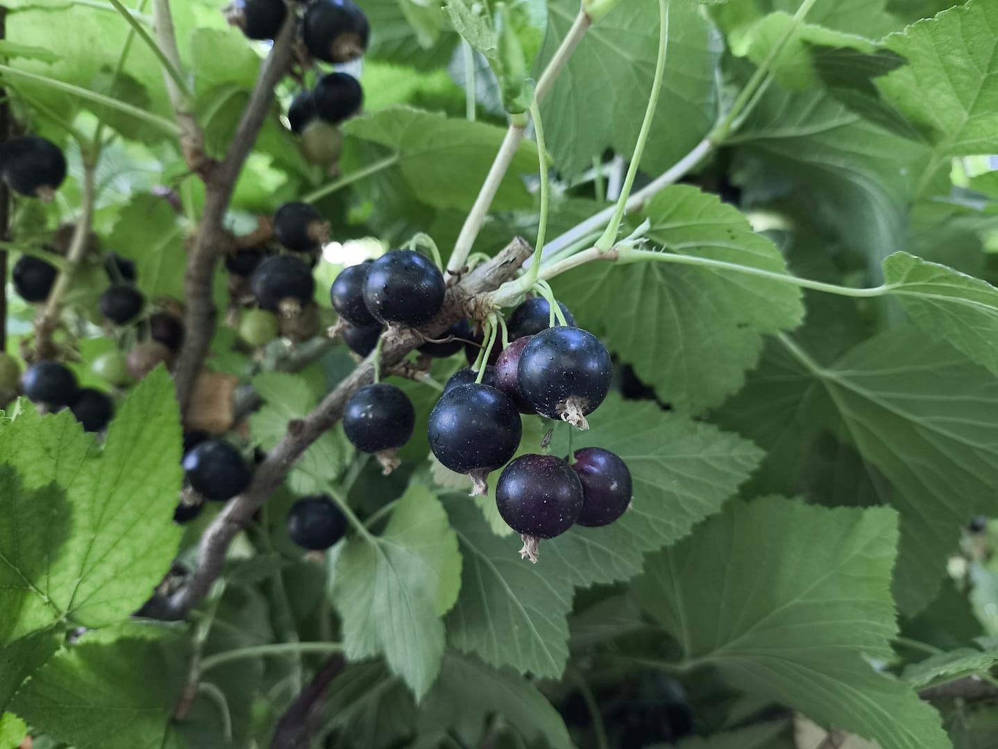 Cassis : Propriétés et bienfaits