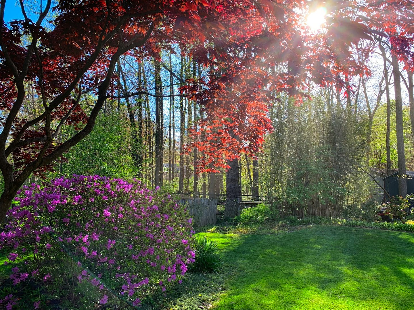 Forêt de l’Ardenne