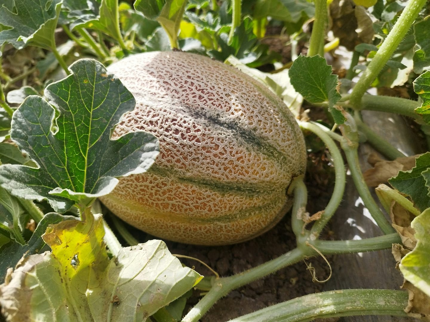 Melon Charentais