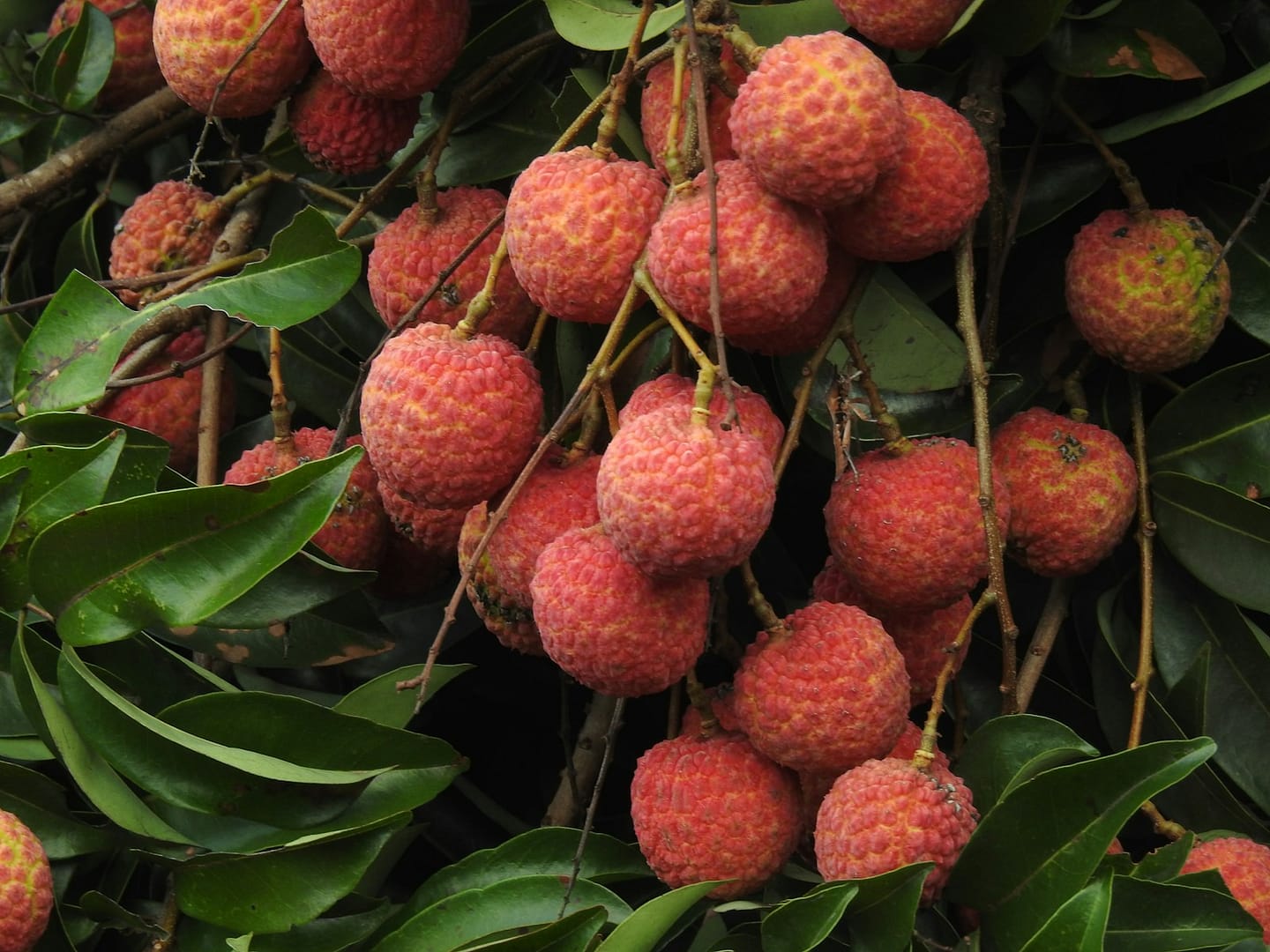 Litchi : Propriétés et bienfaits