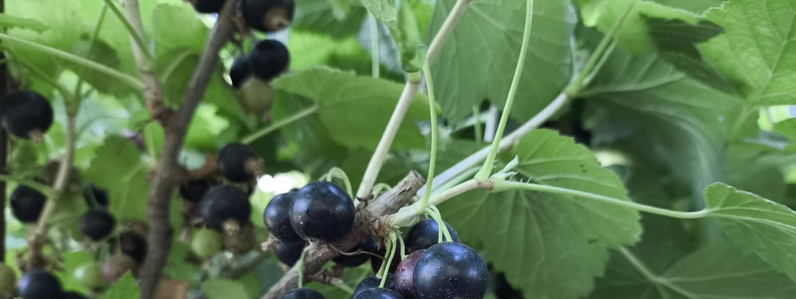 Cassis : Propriétés et bienfaits