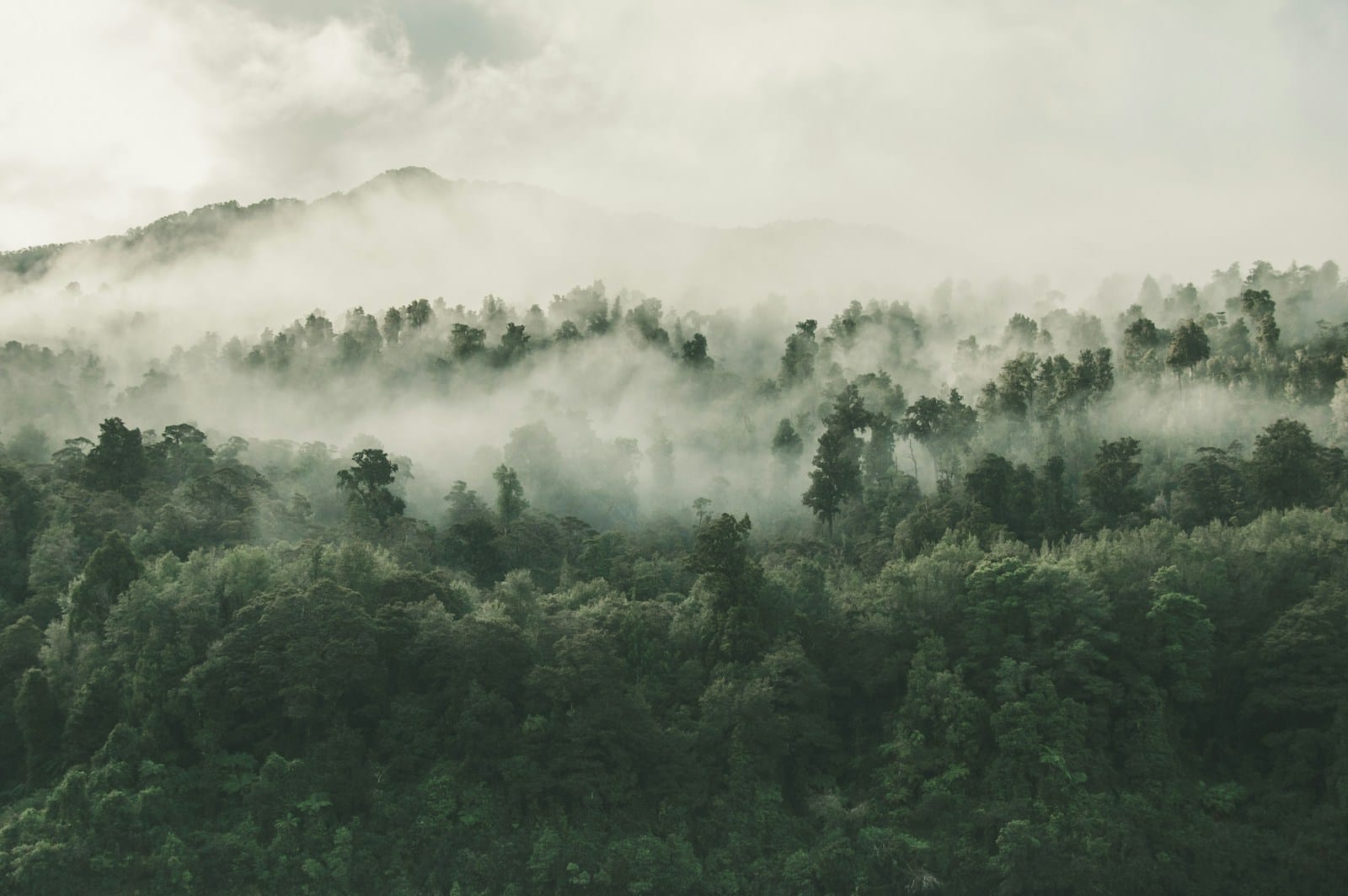 Programme de reboisement trillion Trees