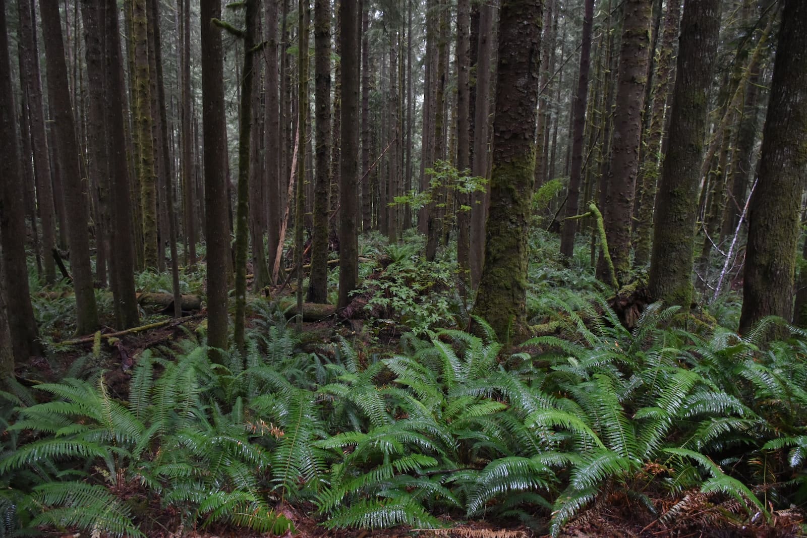 Les grandes forêts du monde