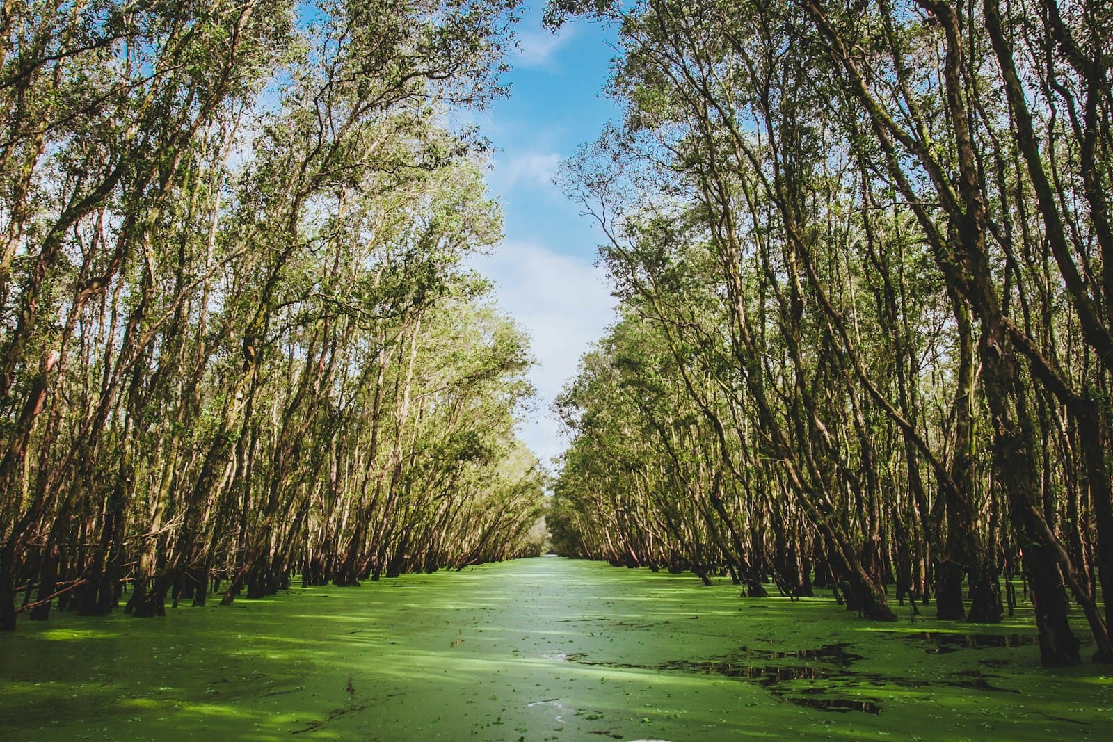 Les mangroves