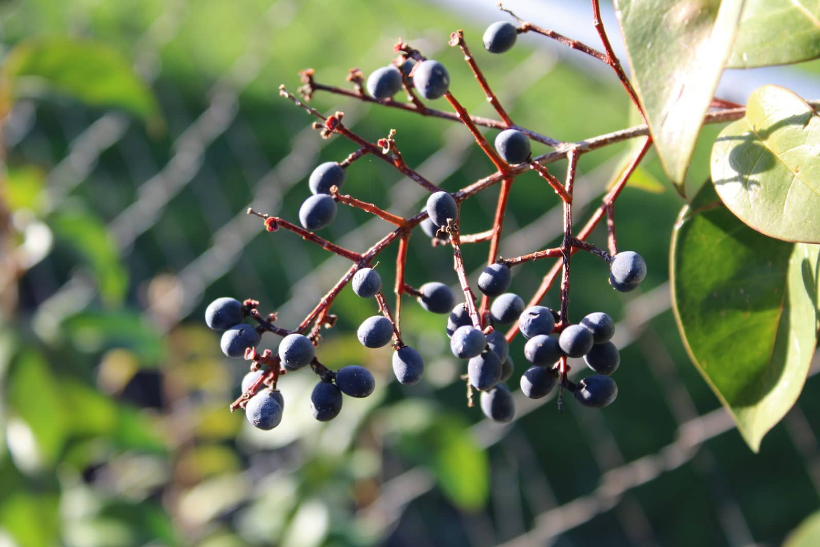 Baies de Mahonia : Propriétés et bienfaits