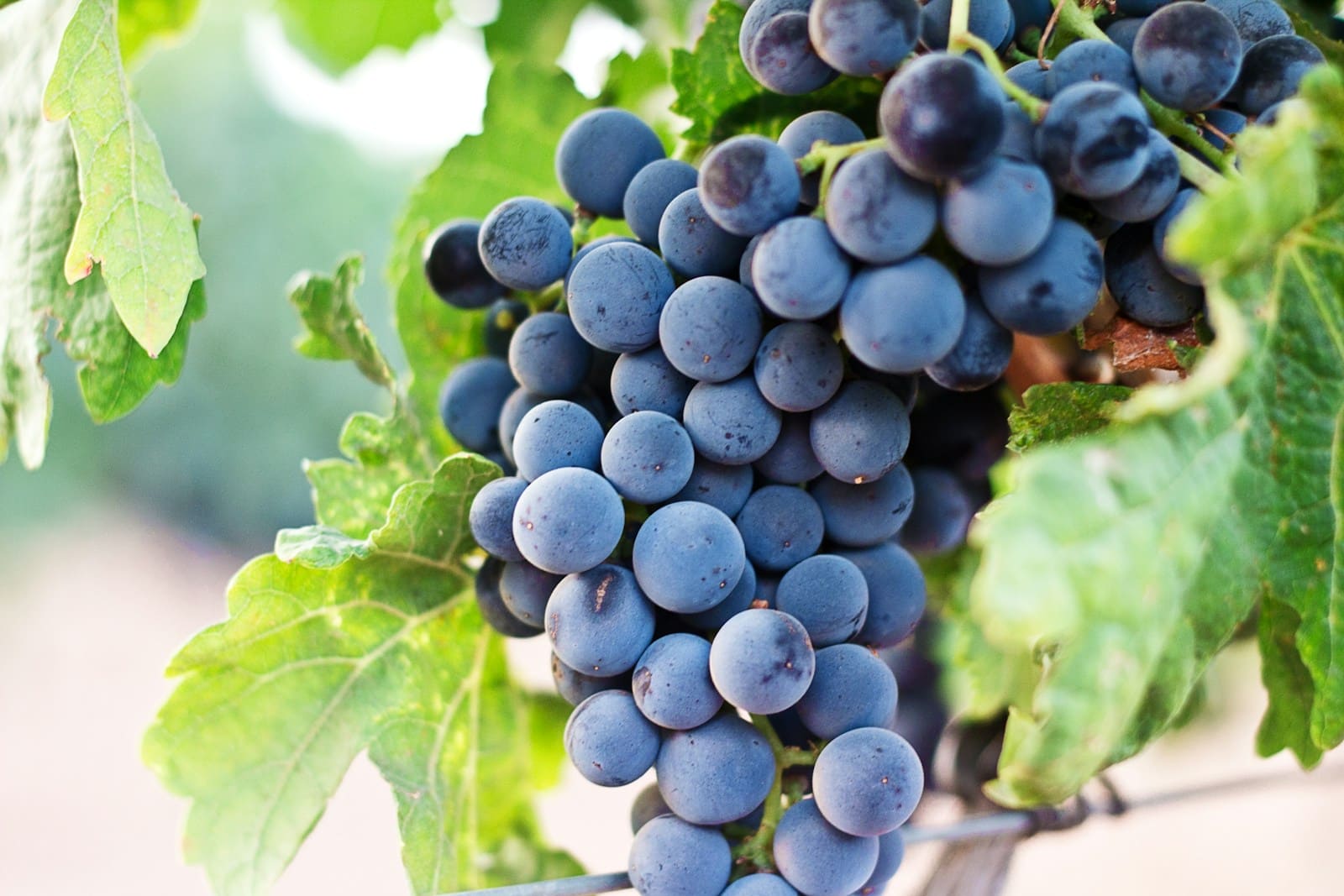 Raisin : Propriétés et bienfaits