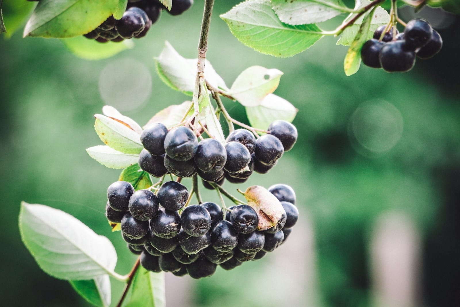Aronia : Propriétés et bienfaits