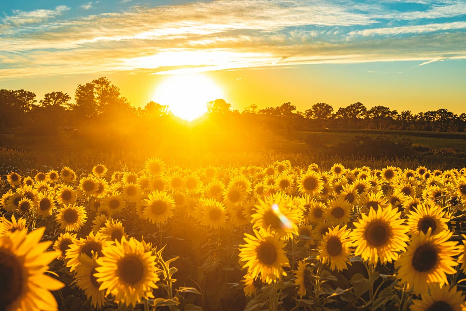Graine de tournesol