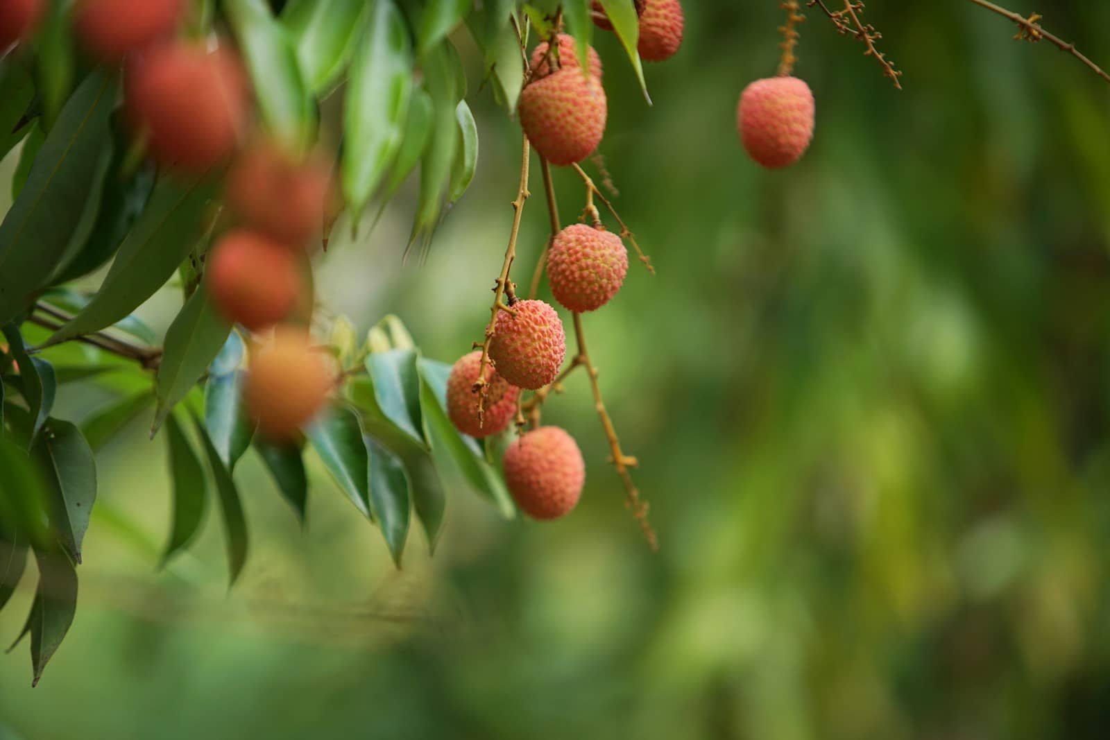 Litchis : Propriétés et bienfaits