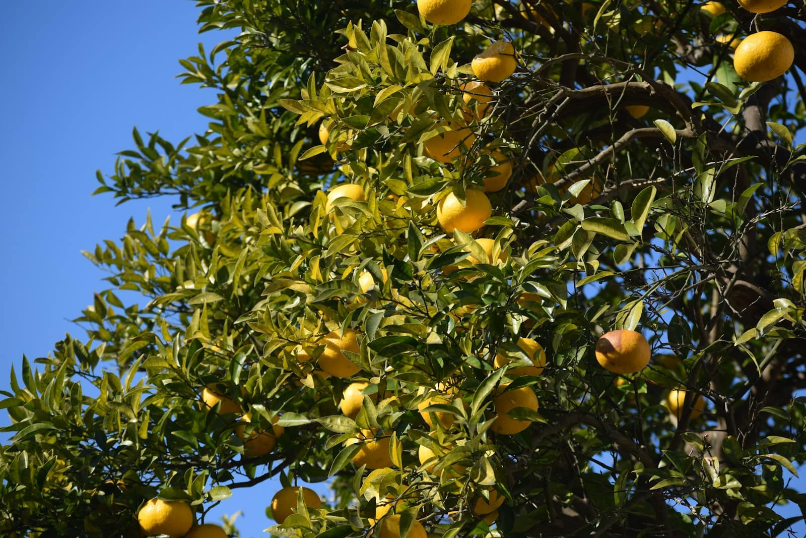 Yuzu : Propriétés et bienfaits