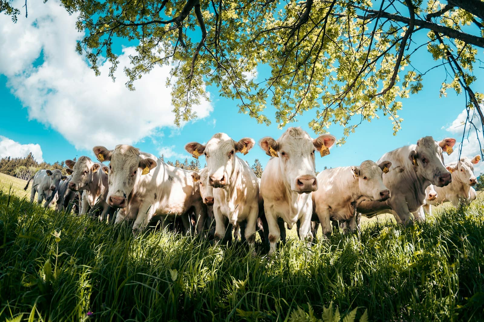 Agriculture et élevage