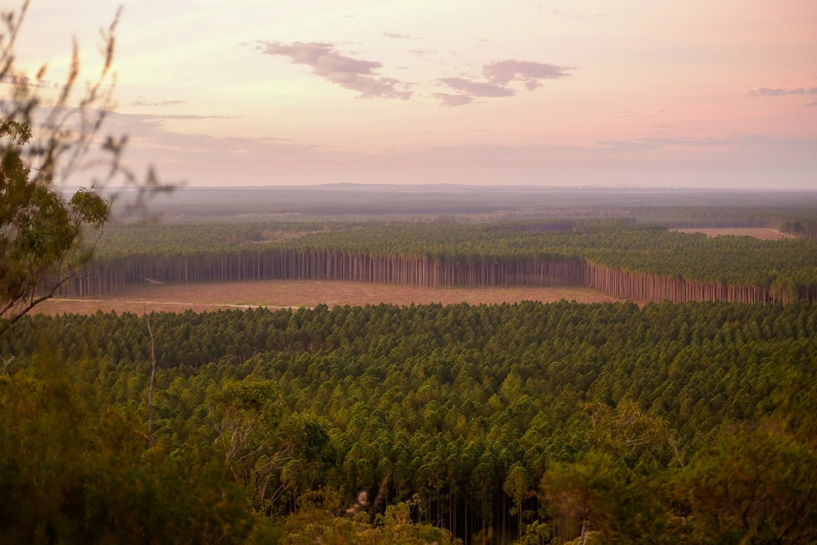 Déforestation