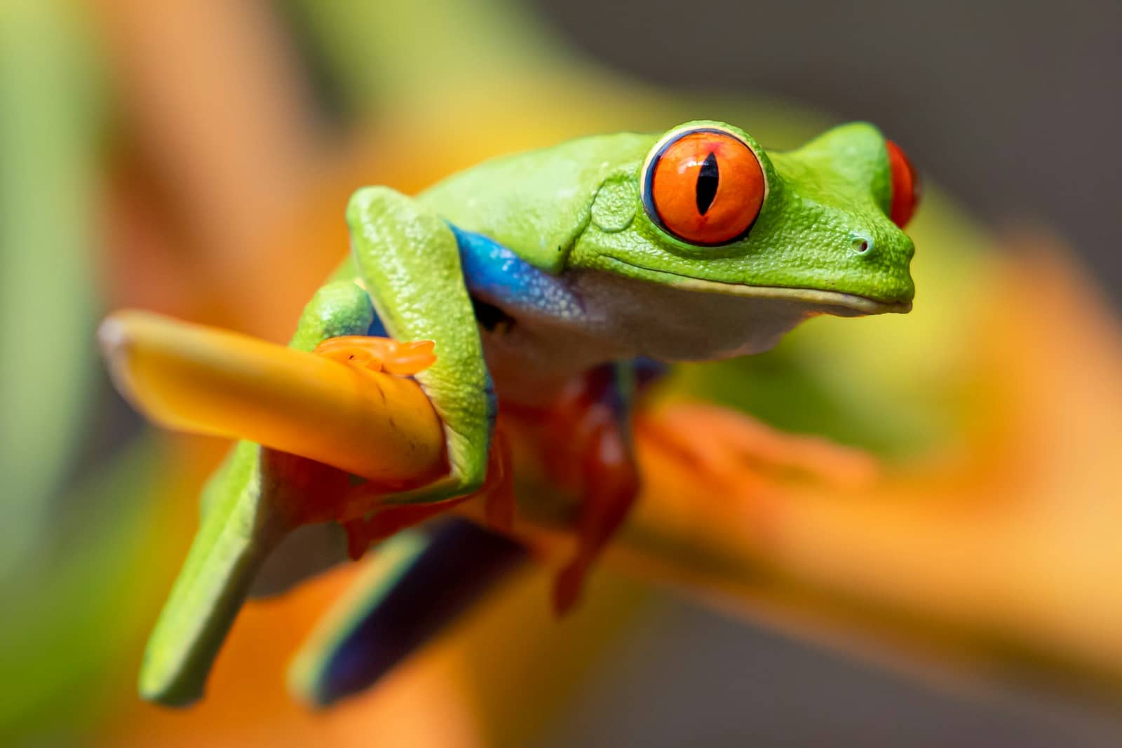 Amphibiens aquatiques