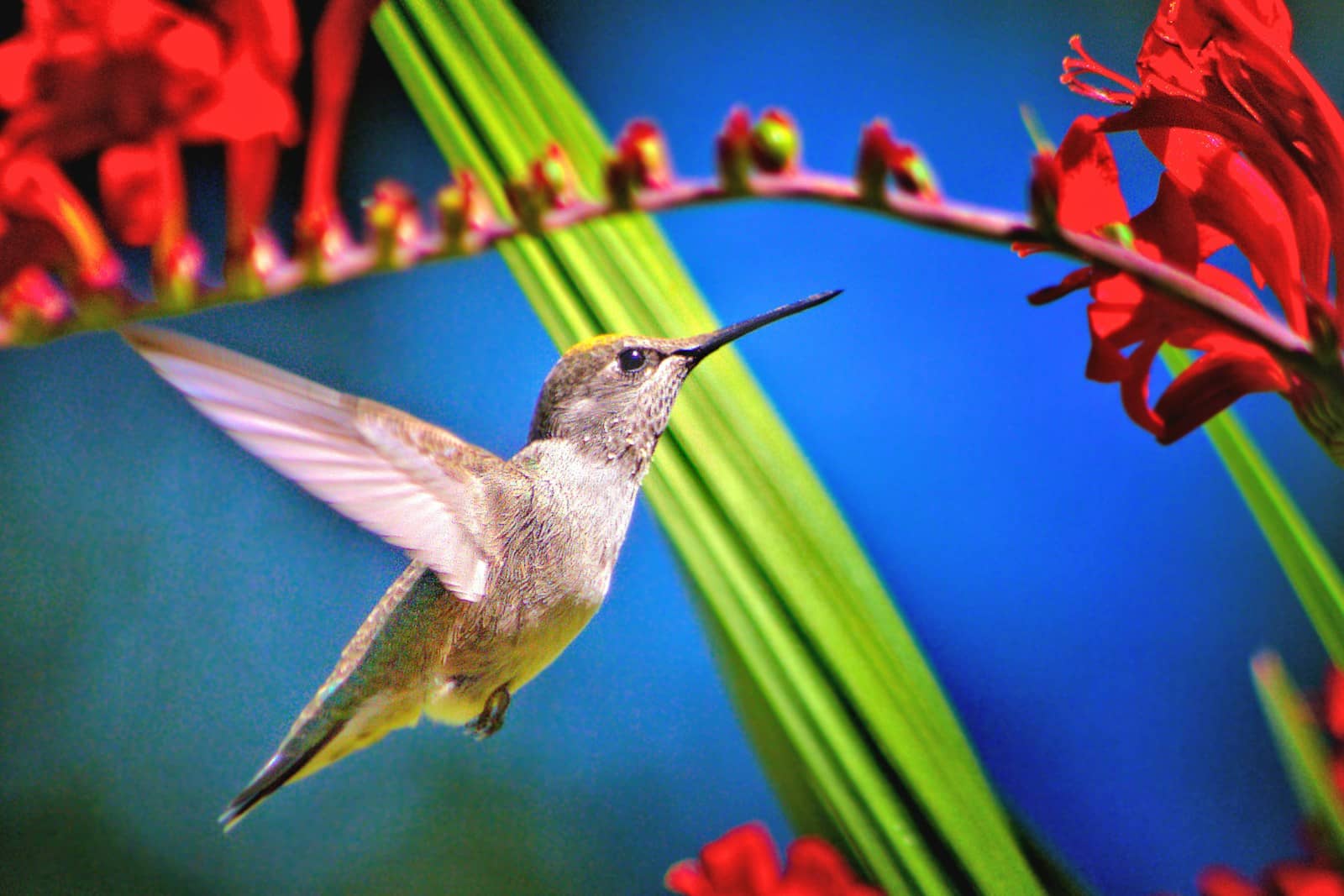 Les Oiseaux
