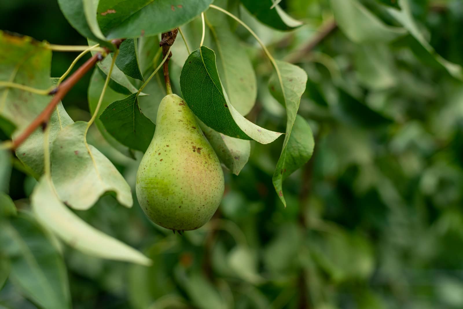 Poire