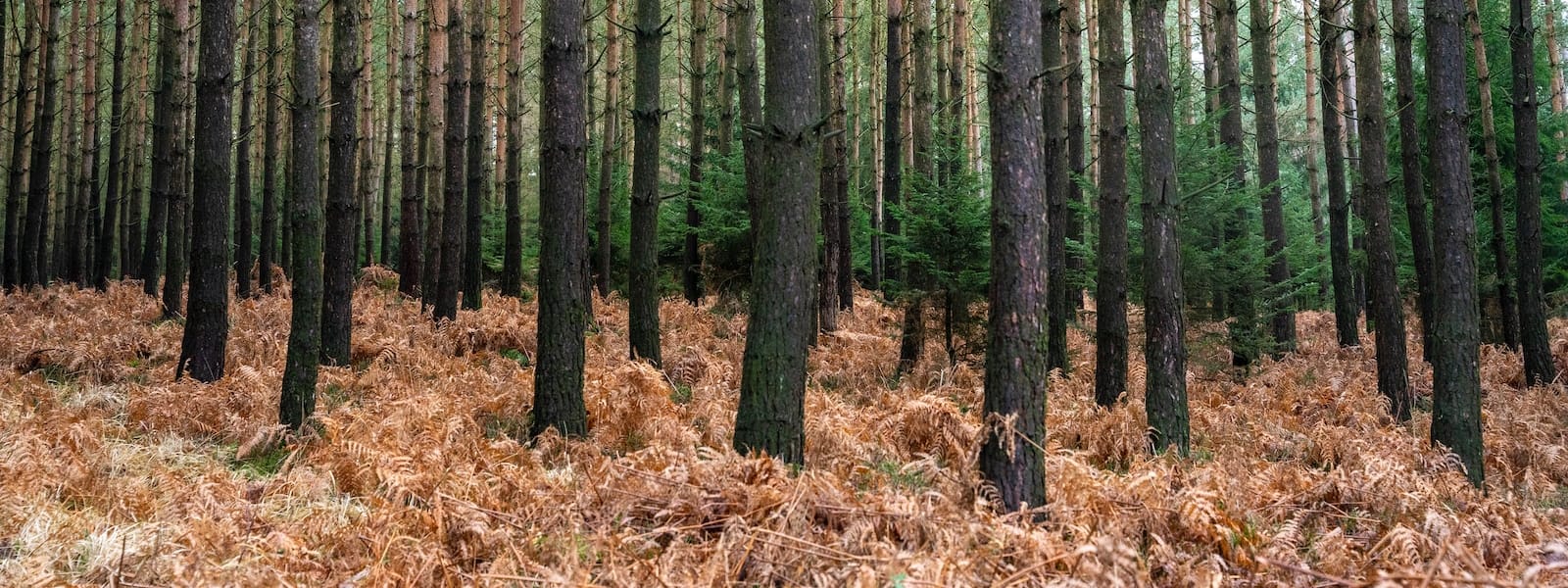 La Forêt Noire