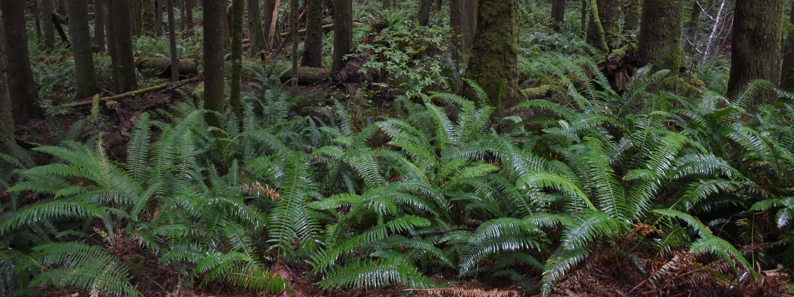 Les grandes forêts du monde