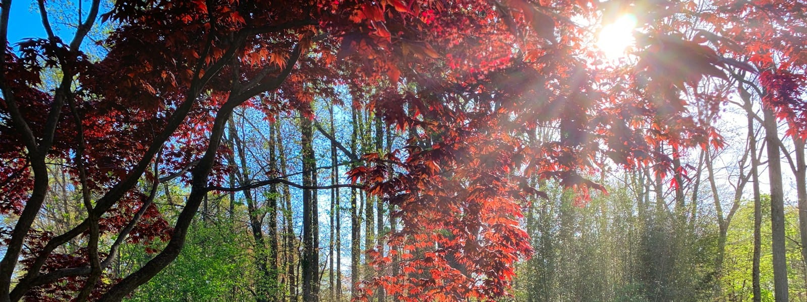 Forêt de l’Ardenne