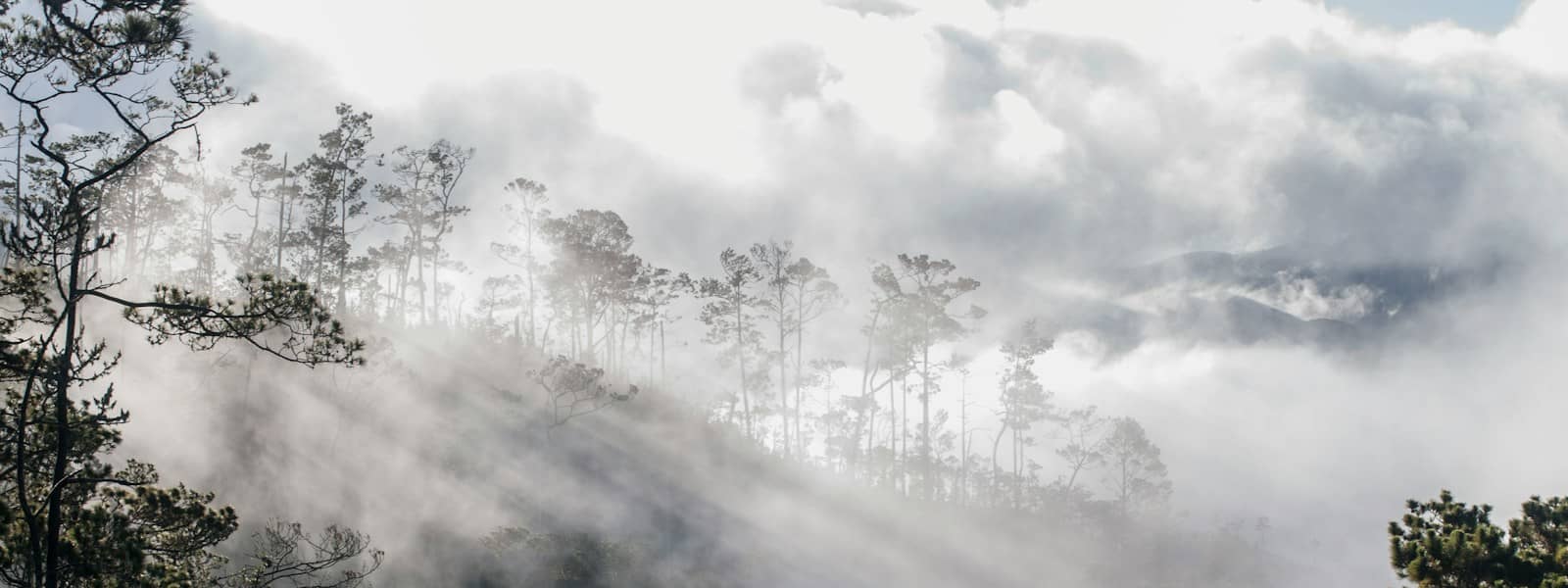 Forêt du Bassin du Congo