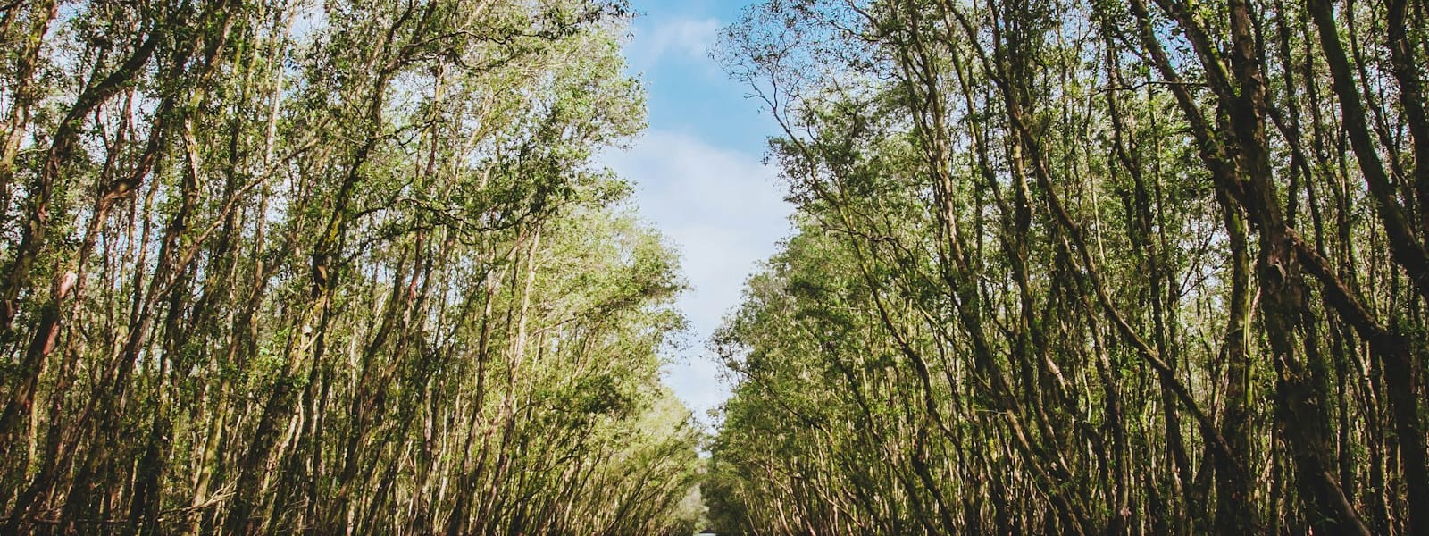 Les mangroves