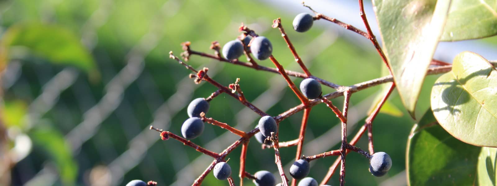 Baies de Mahonia : Propriétés et bienfaits