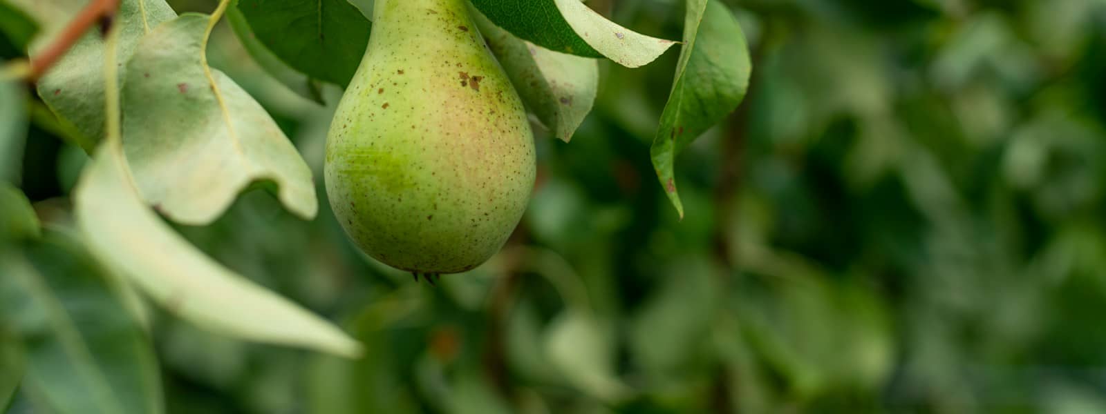 Poire