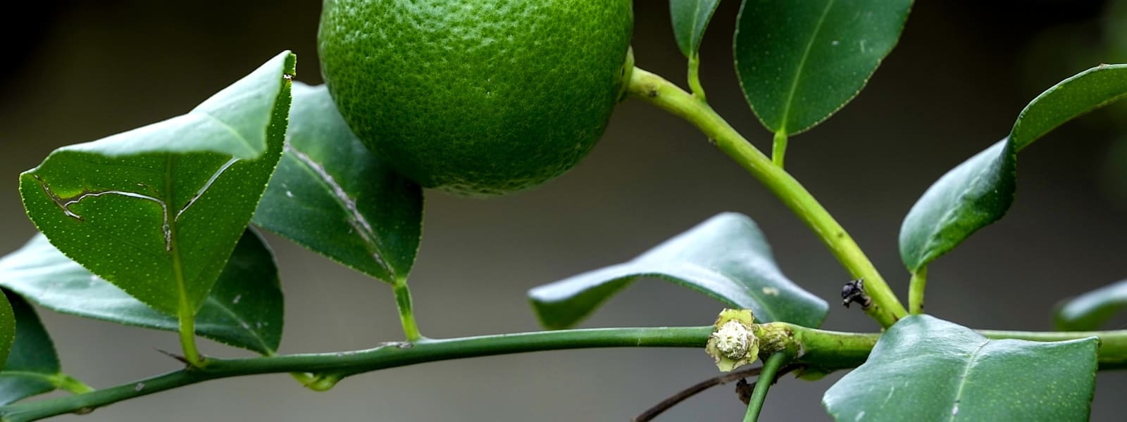 Lime douce : Propriétés et bienfaits