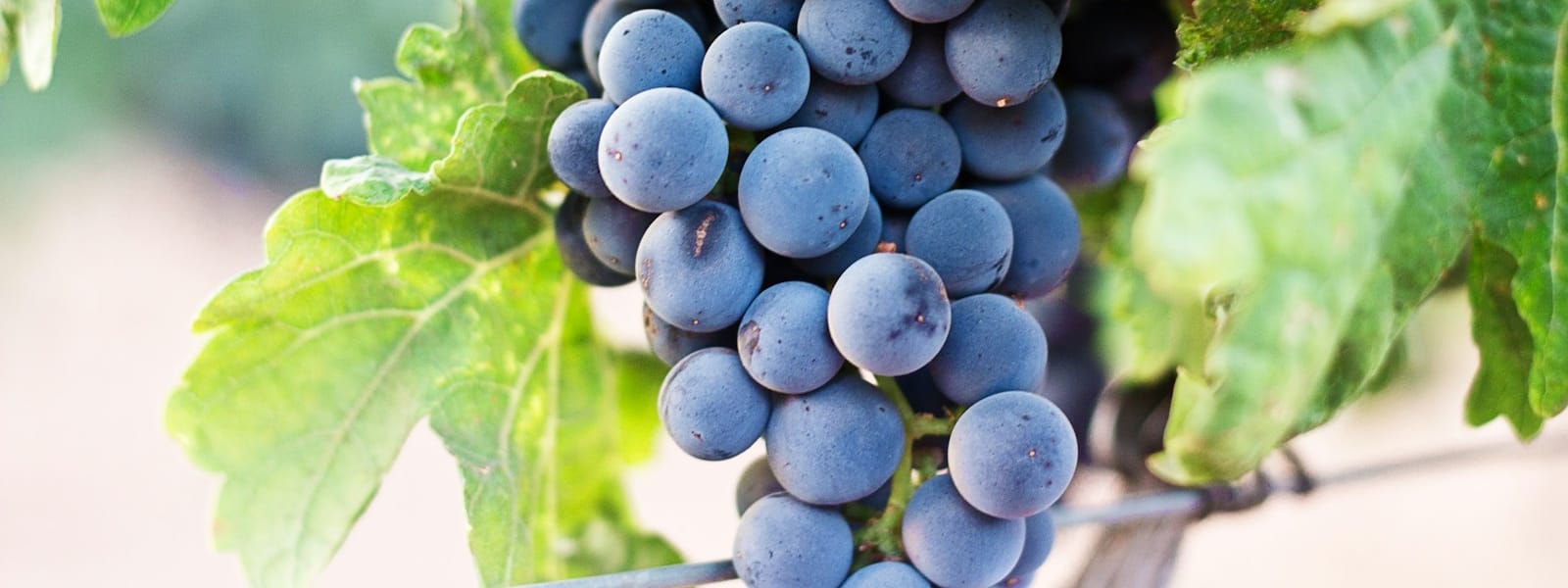 Raisin : Propriétés et bienfaits