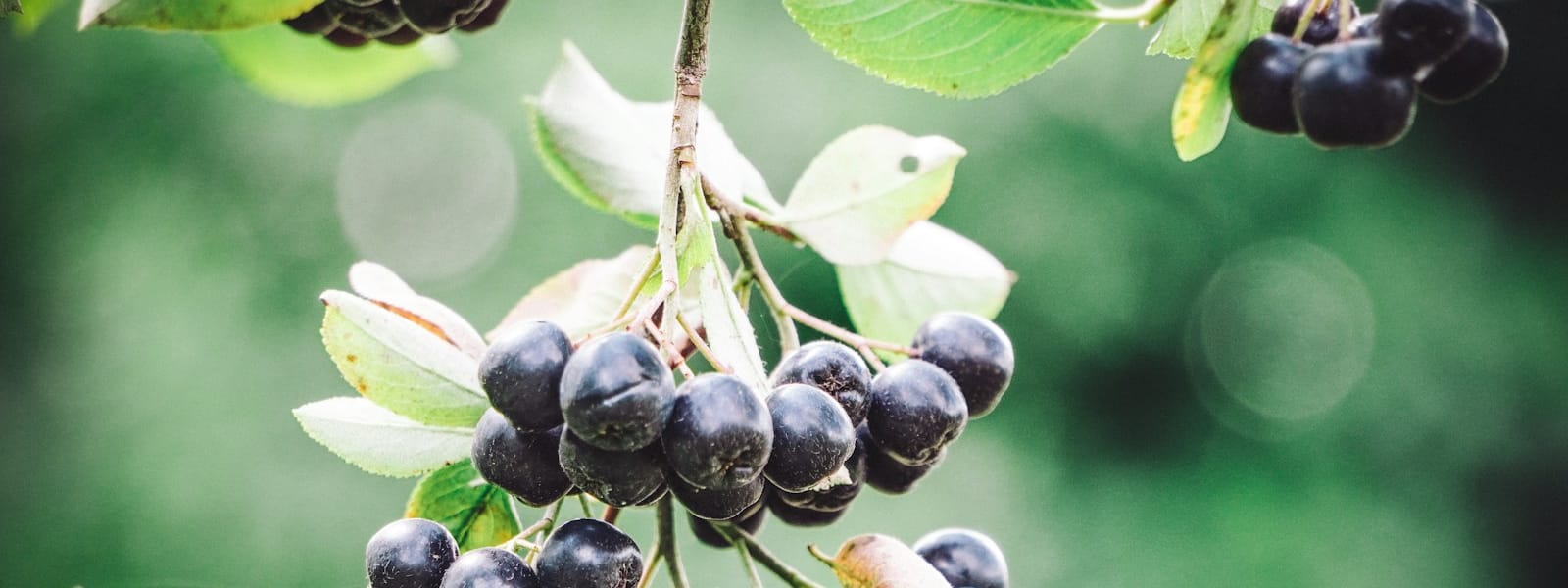 Aronia : Propriétés et bienfaits