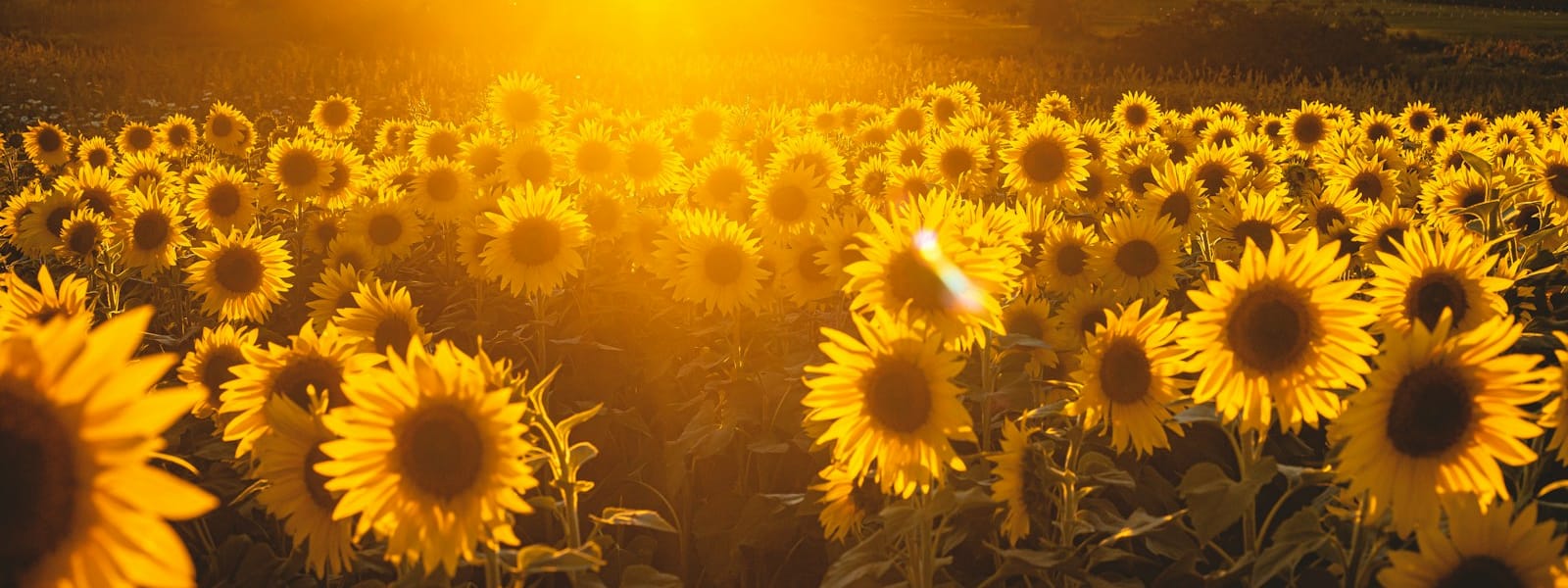 Graine de tournesol