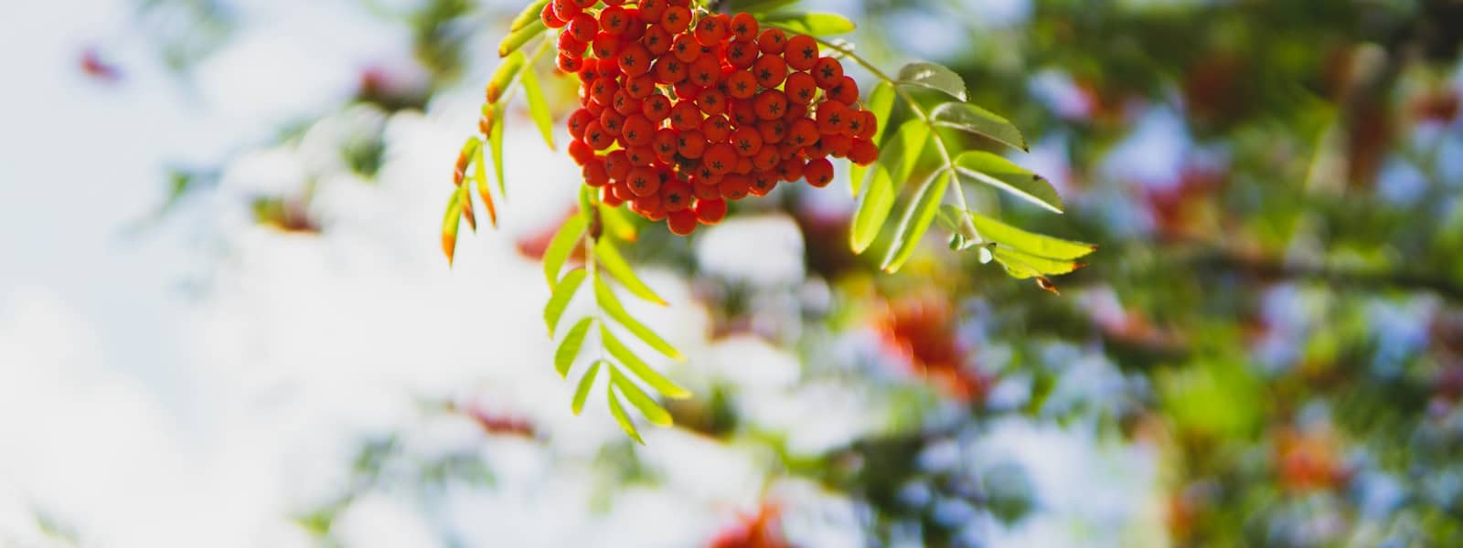 red round fruit in green leaves
