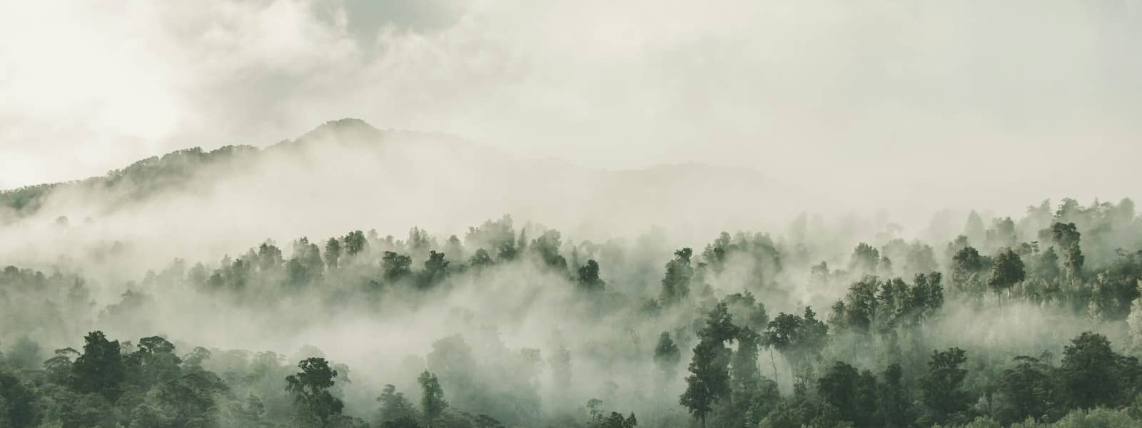 Programme de reboisement trillion Trees