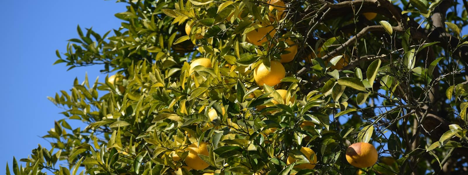 Yuzu : Propriétés et bienfaits