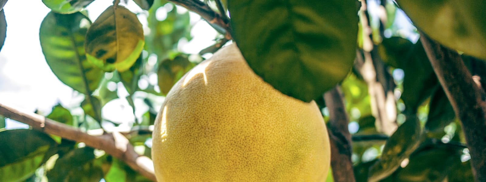 Pomelo : Propriétés et bienfaits