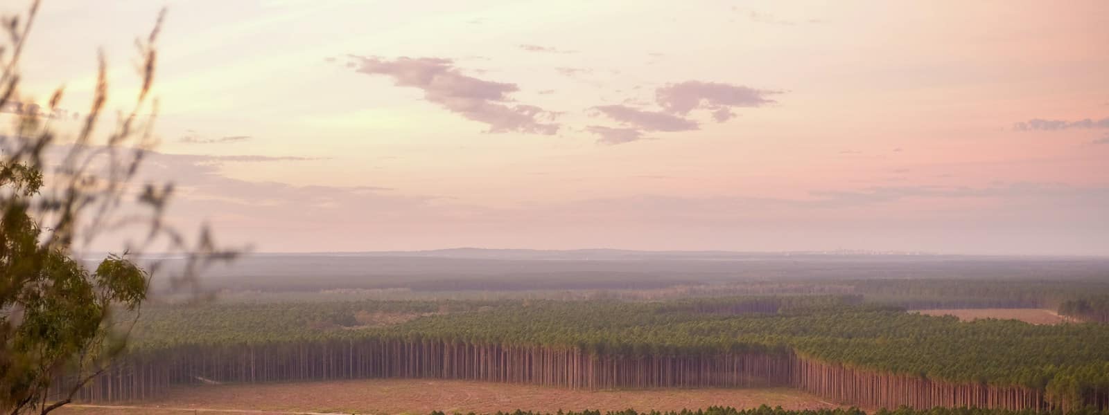 Déforestation