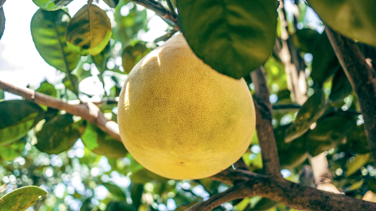 Pomelo chinois : Propriétés et bienfaits