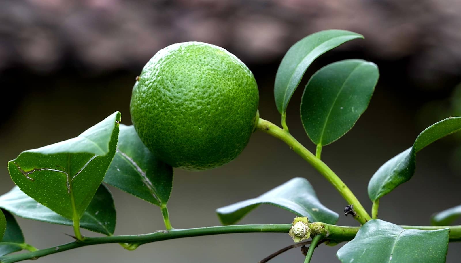 Lime douce : Propriétés et bienfaits