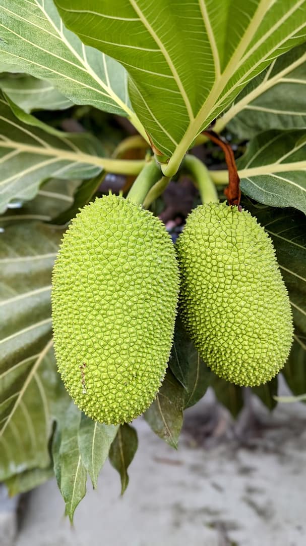 Durian : Propriétés et bienfaits
