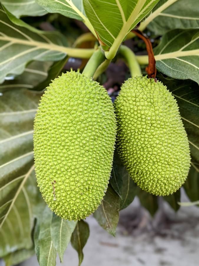 Durian : Propriétés et bienfaits