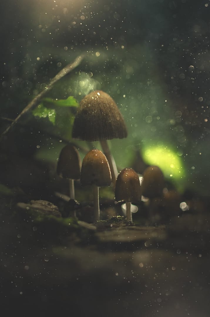 Mushroom