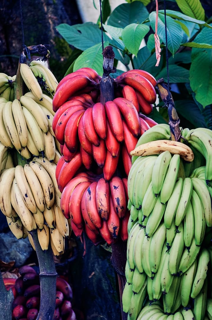 Banane : Propriétés et bienfaits